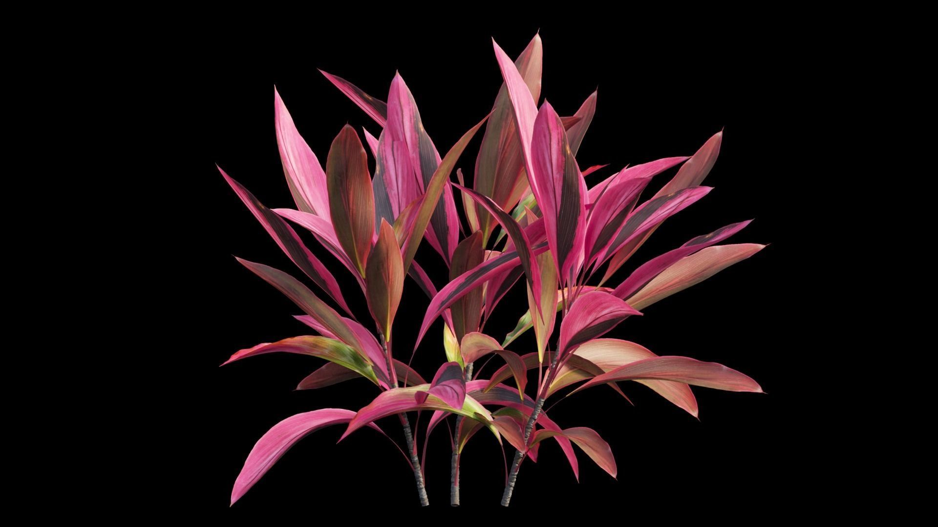 Cordyline Fruticosa Low-poly 3D model_9