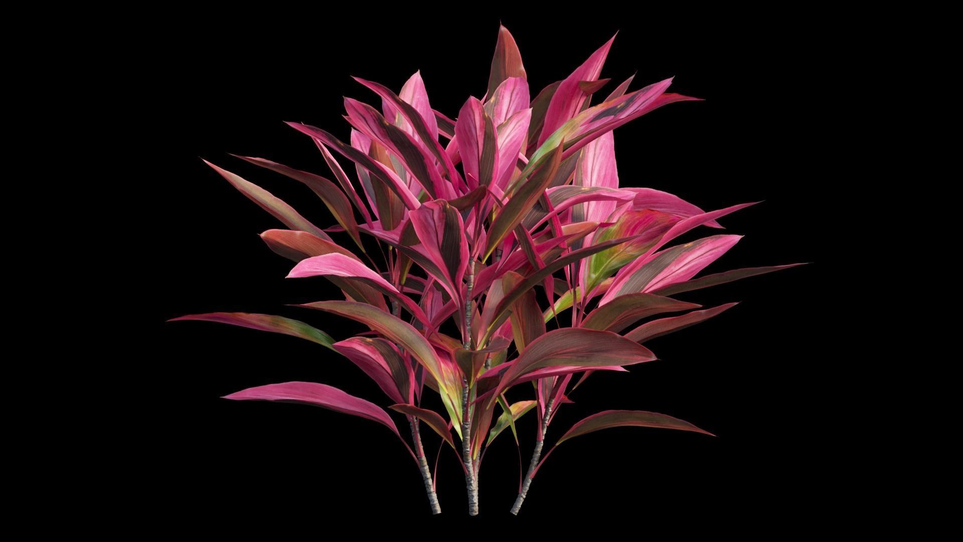 Cordyline Fruticosa Low-poly 3D model_8