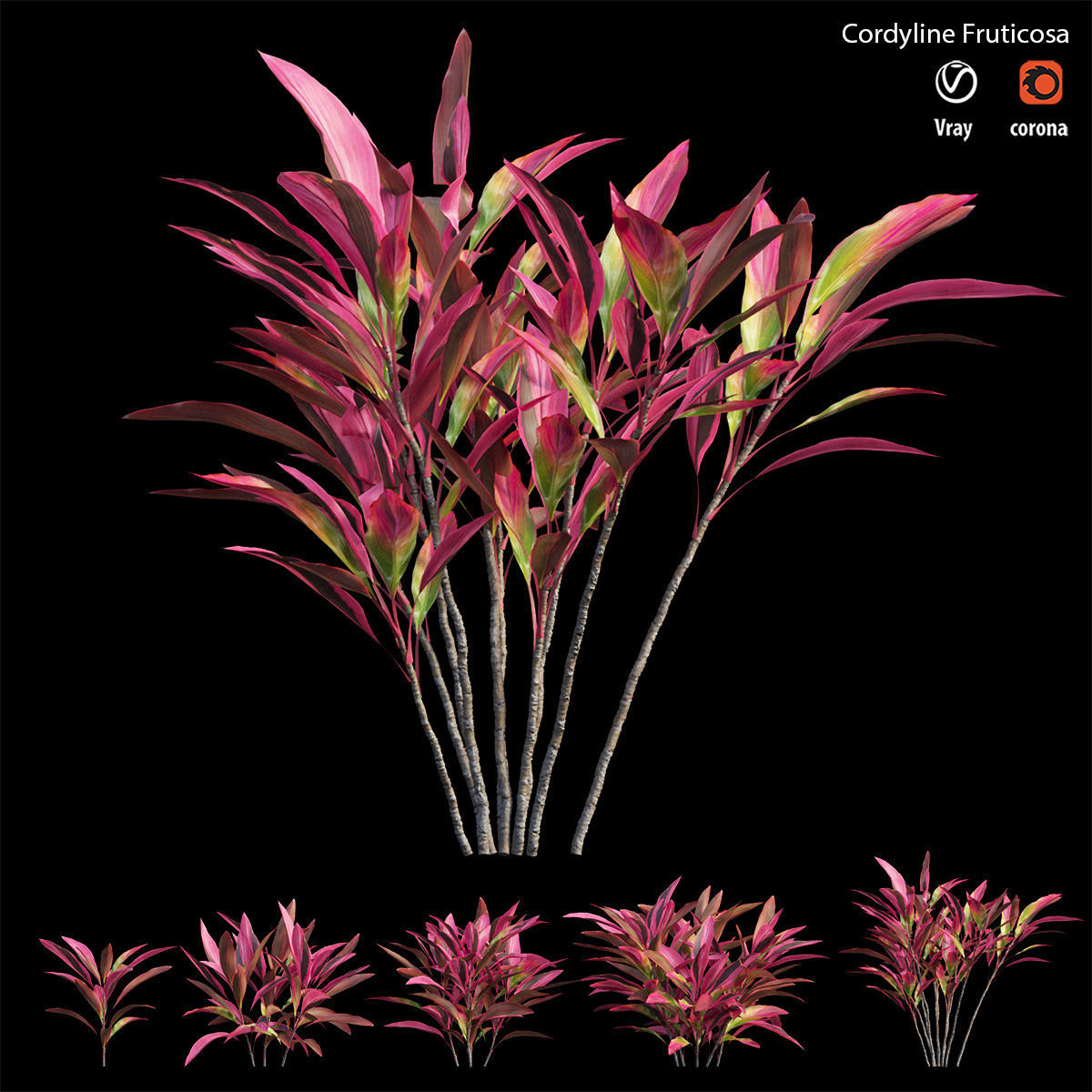 Cordyline Fruticosa Low-poly 3D model_4