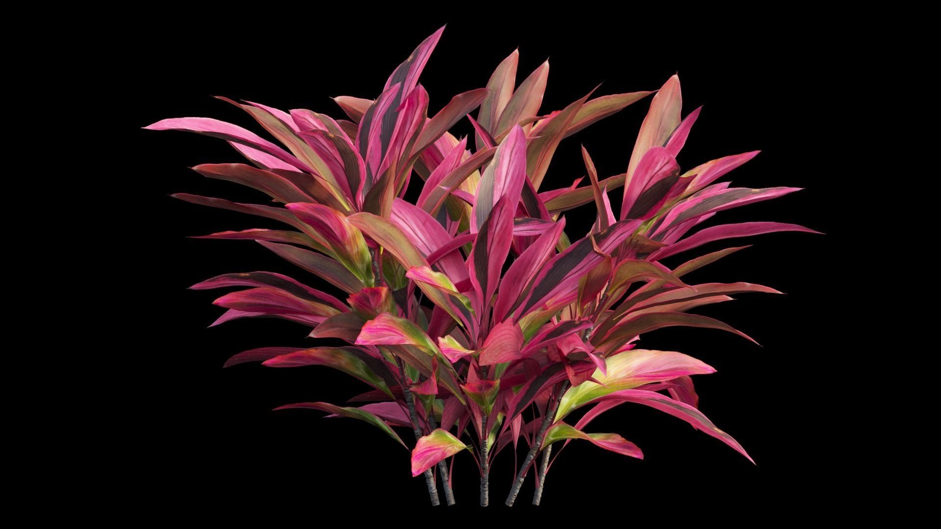 Cordyline Fruticosa Low-poly 3D model_7
