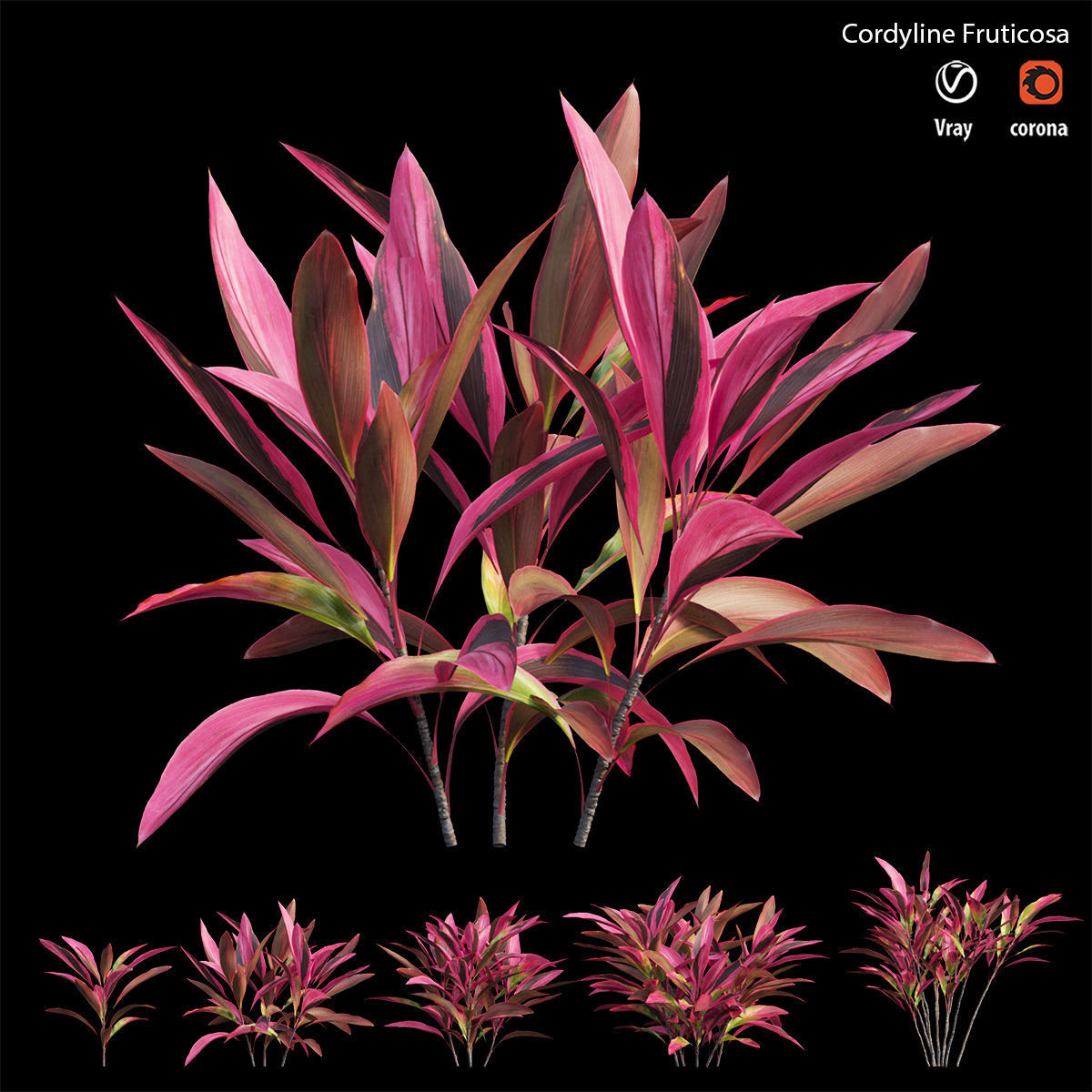 Cordyline Fruticosa Low-poly 3D model_3