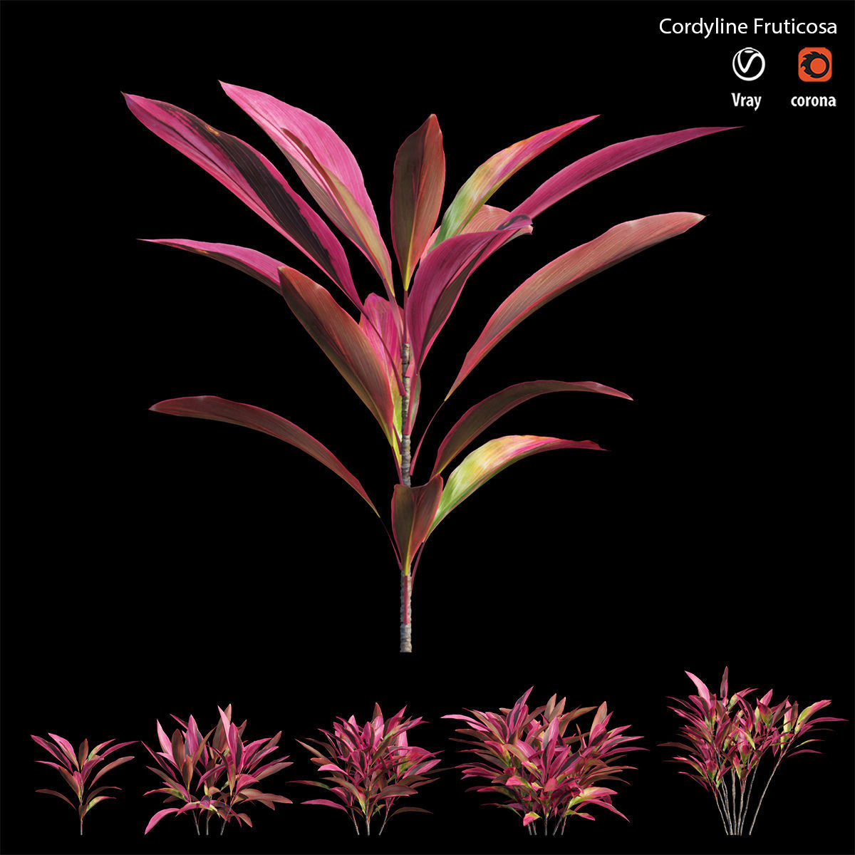 Cordyline Fruticosa Low-poly 3D model_5