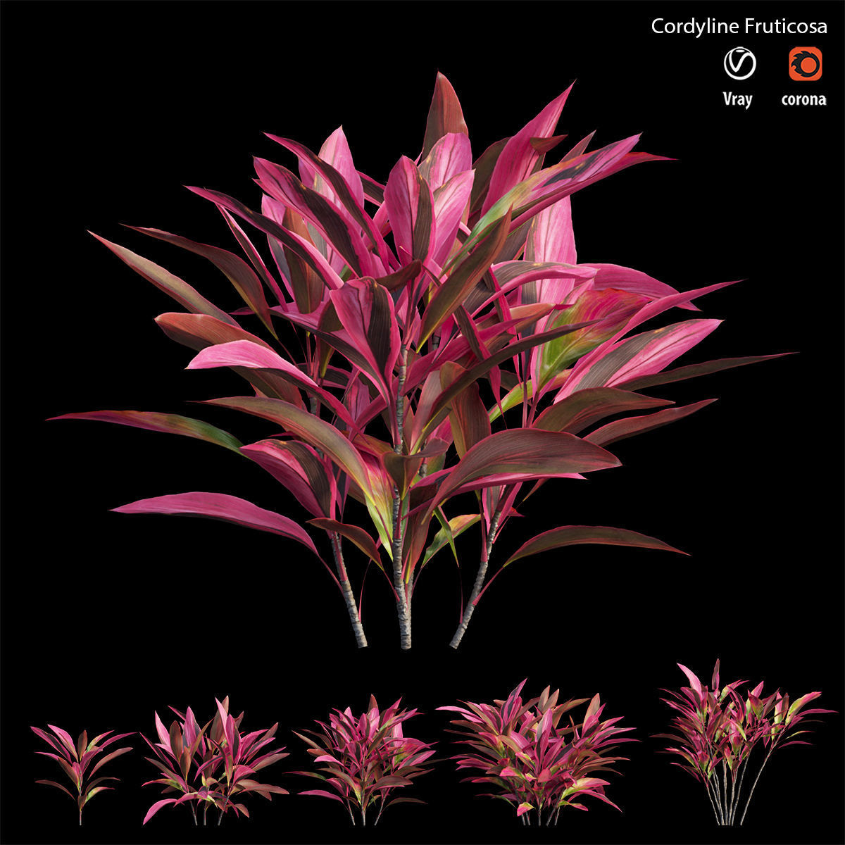 Cordyline Fruticosa Low-poly 3D model_2