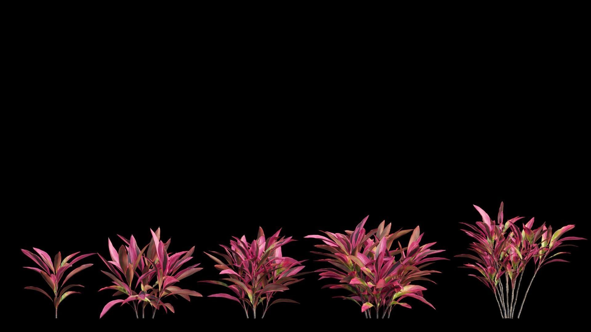 Cordyline Fruticosa Low-poly 3D model_6