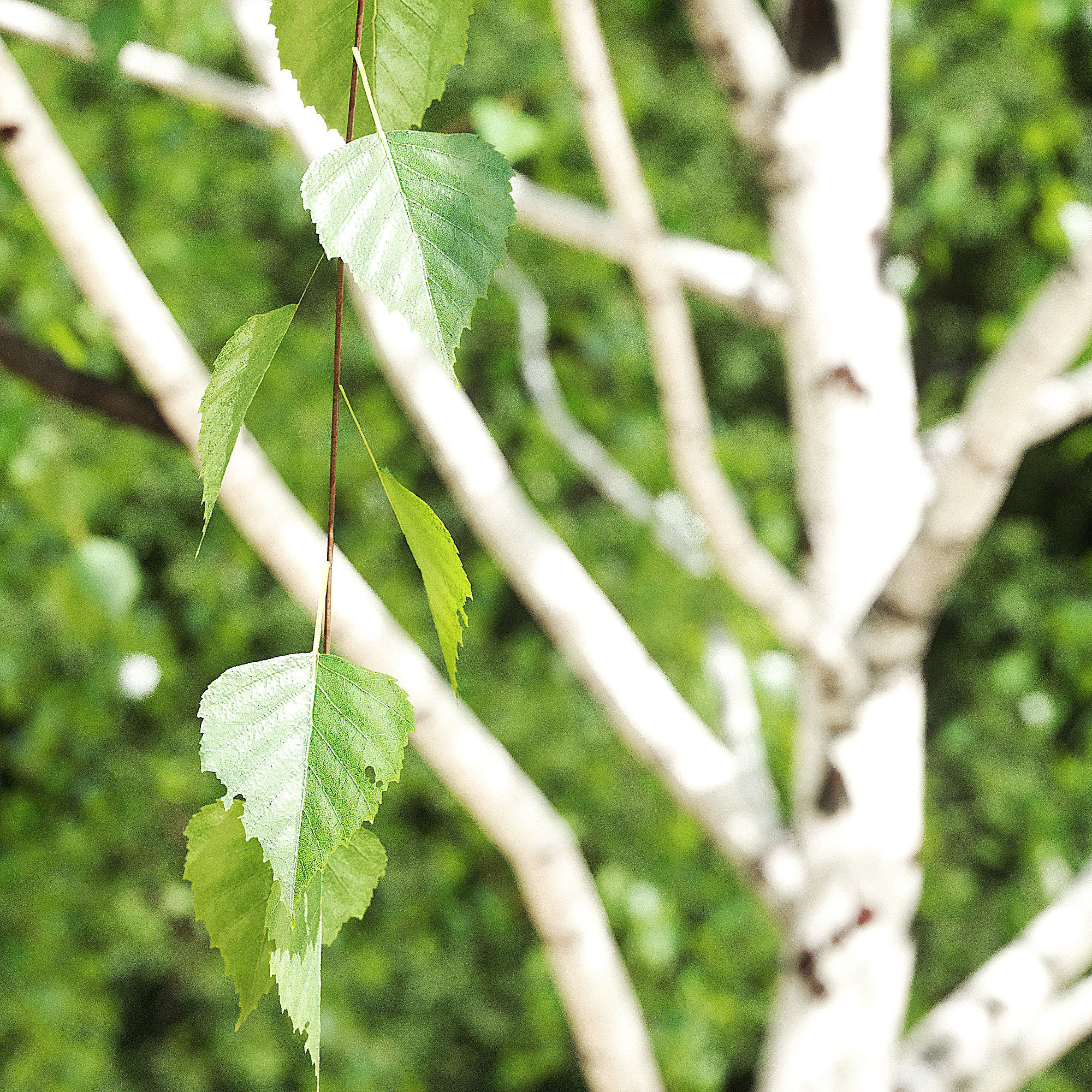 Betula Pendula 15m 006 3D model_5