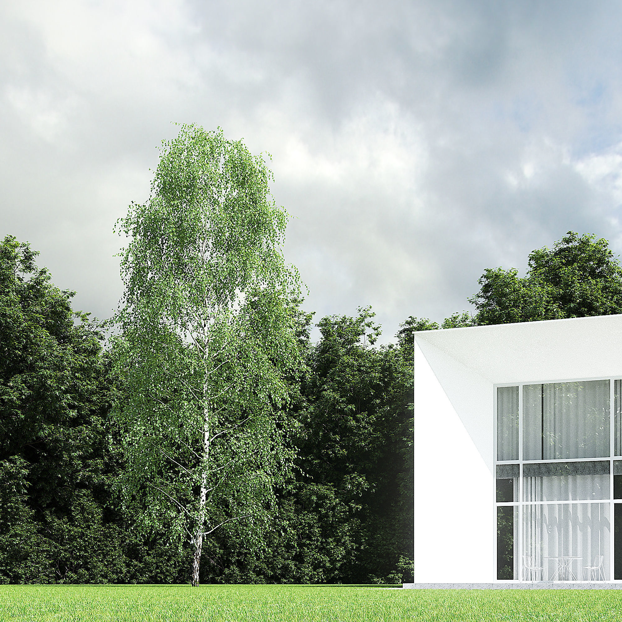 Betula Pendula 15m 006 3D model_4