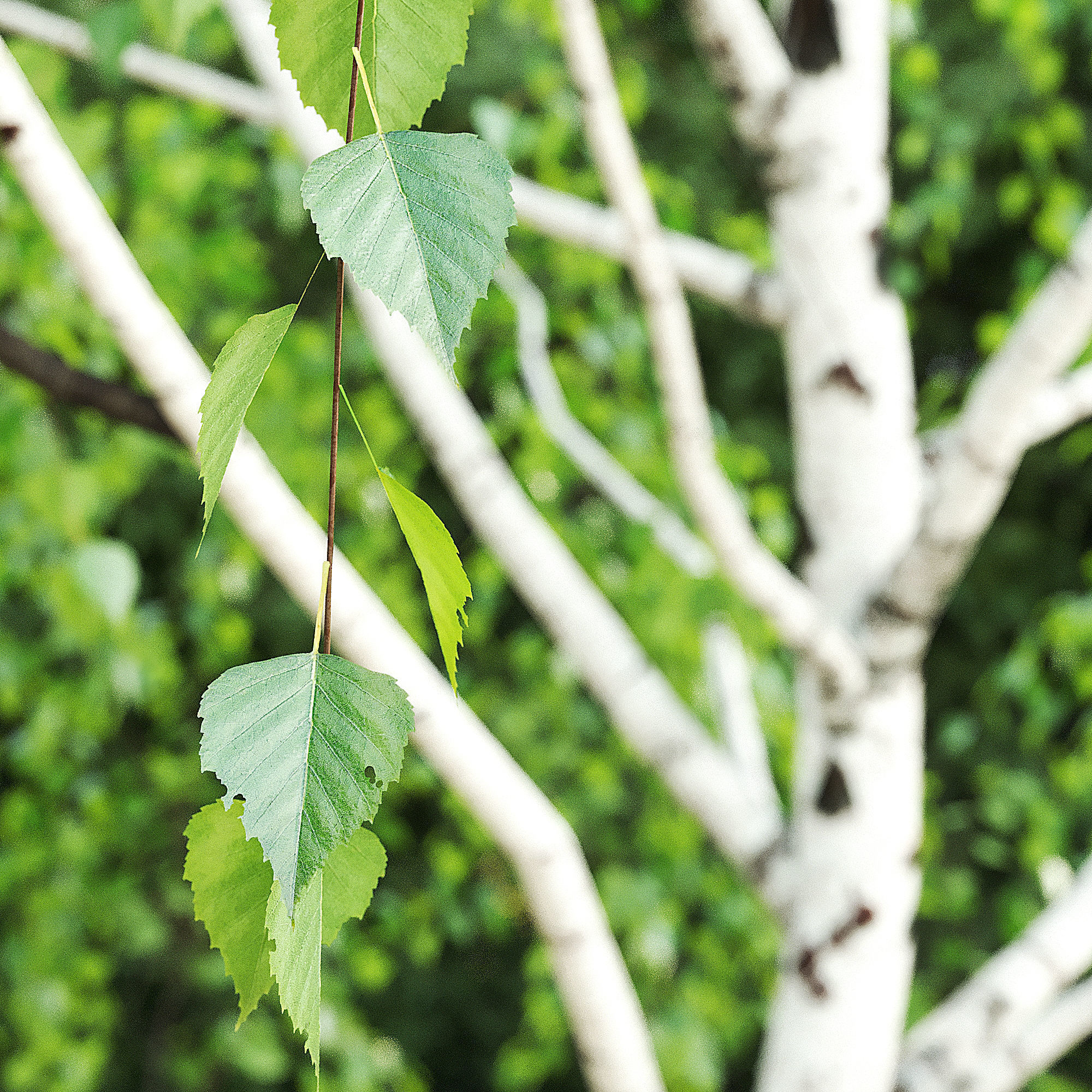 Betula Pendula 15m 006 3D model_1