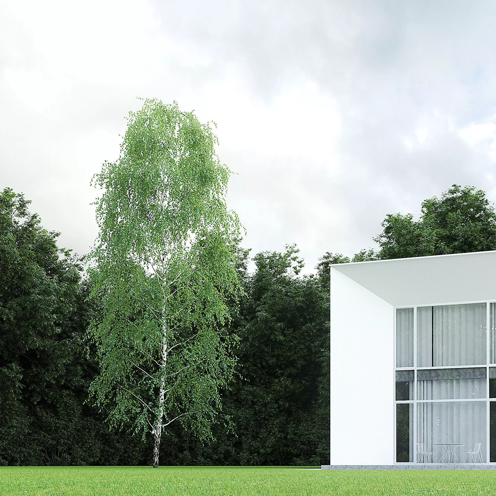 Betula Pendula 15m 006 3D model_0