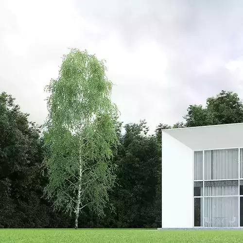 Betula Pendula 15m 006