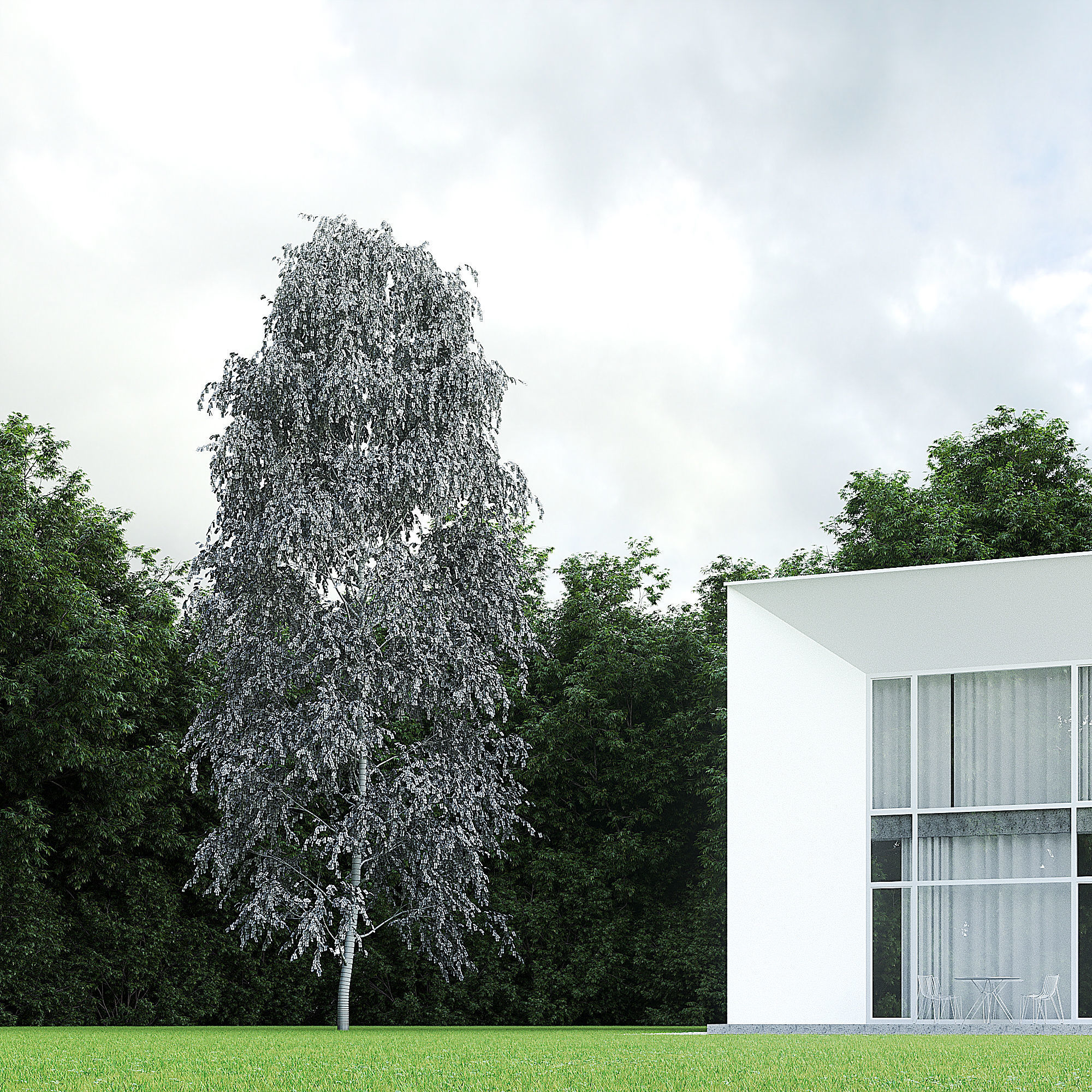 Betula Pendula 15m 006 3D model_2