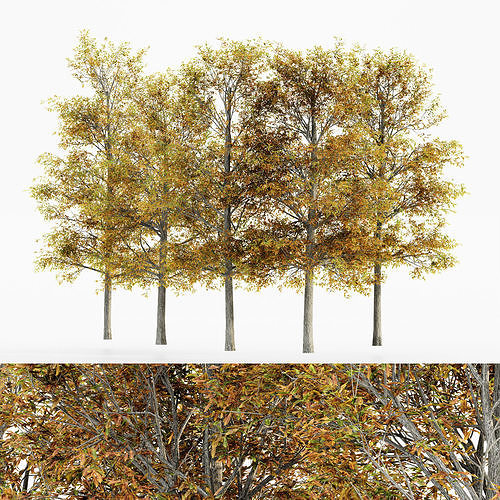 Shingle Oak Fall tree collection 5 trees in the scene 3D model