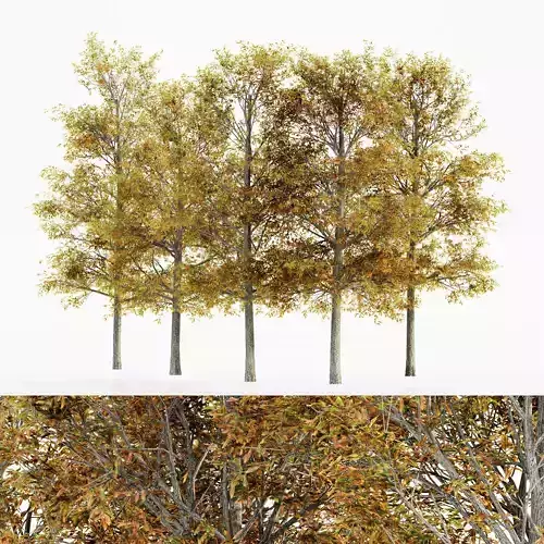 Shingle Oak Fall tree collection 5 trees in the scene 3D model