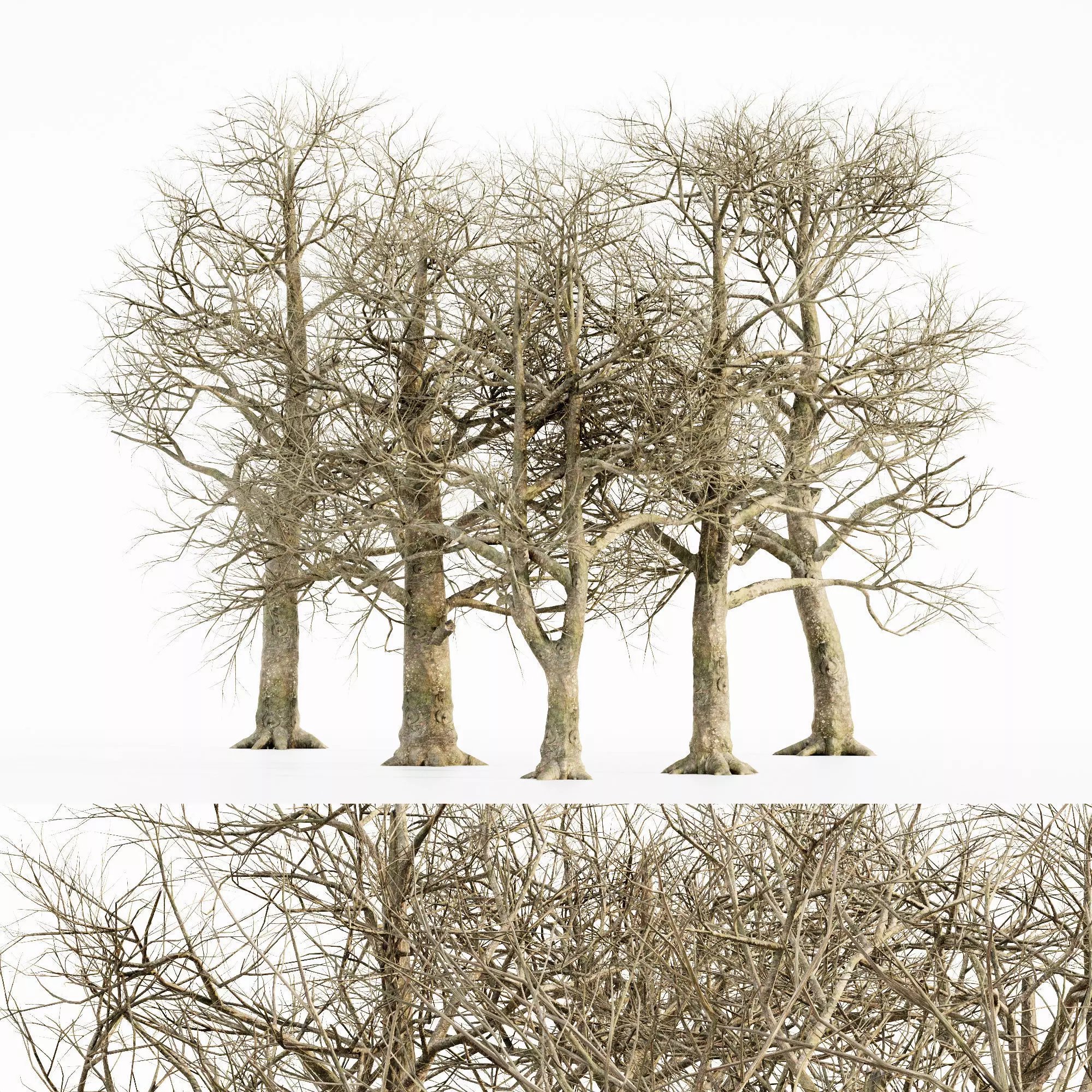 Southern Magnolia tree collection 5 trees in the scene Free 3D model