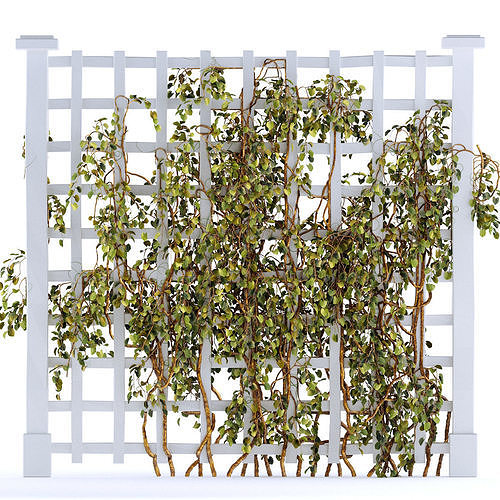 Trellis Growth flowers collection 1 bunch of flower in the scene Free 3D model
