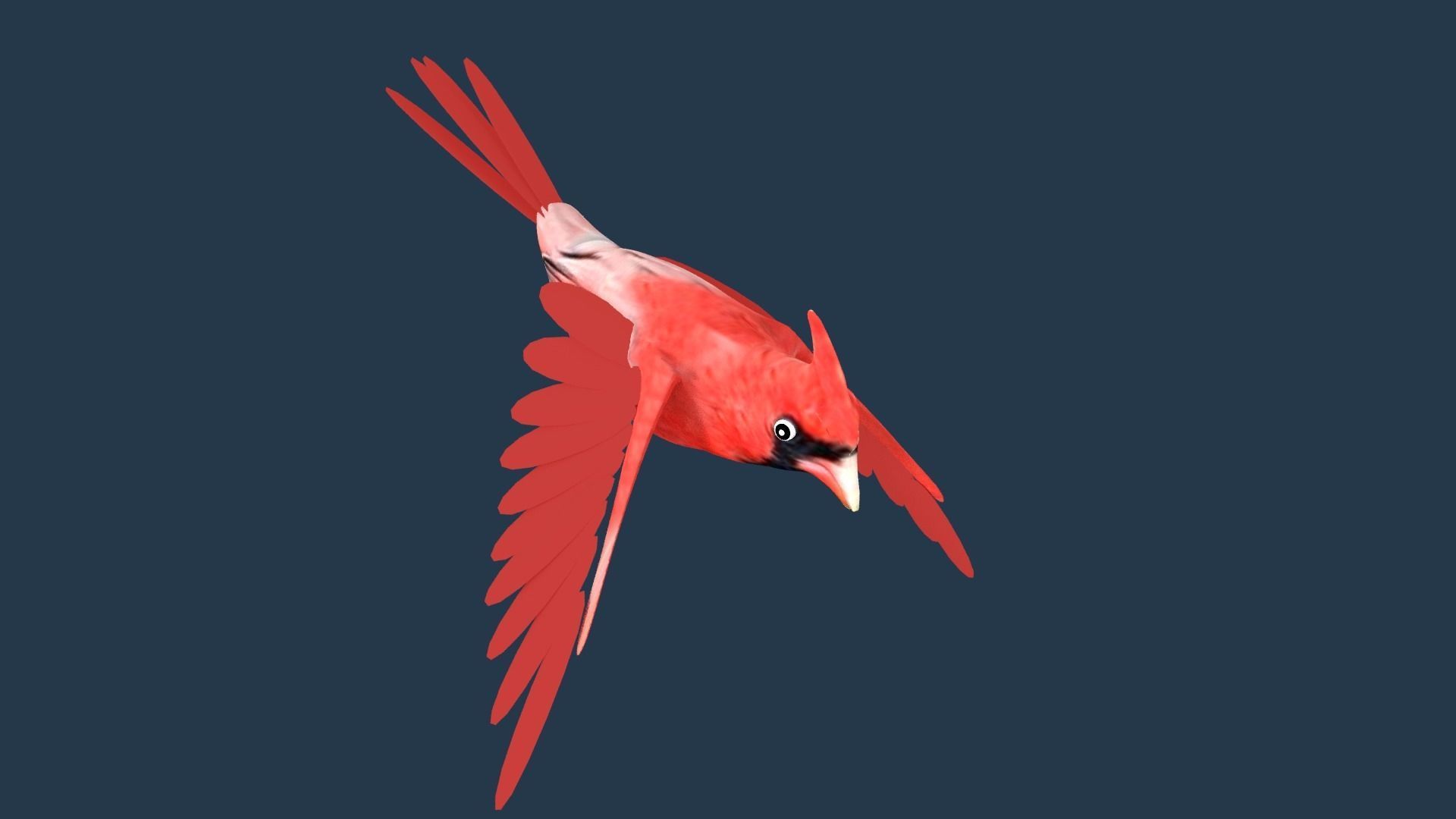 Cardinal bird 3D model_3