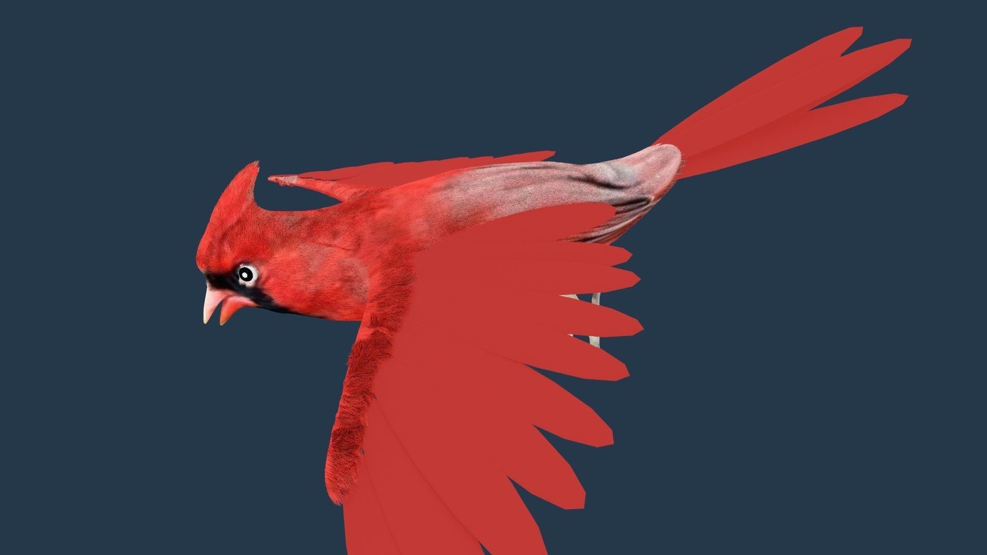 Cardinal bird 3D model_5