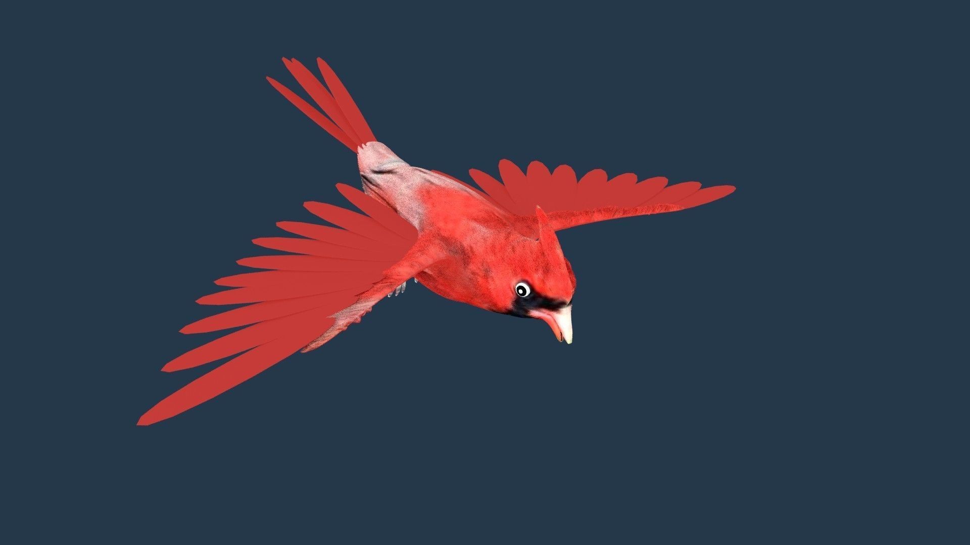 Cardinal bird 3D model_4