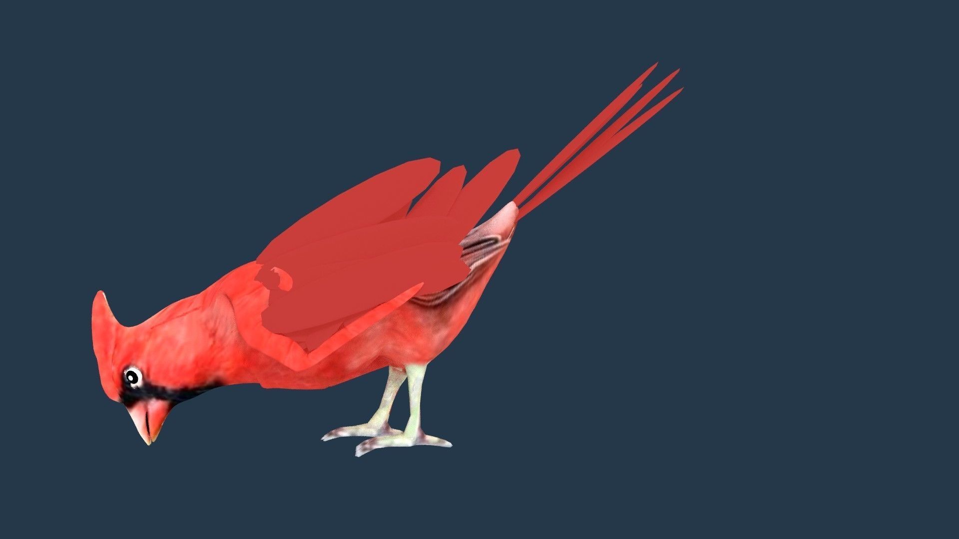 Cardinal bird 3D model_6