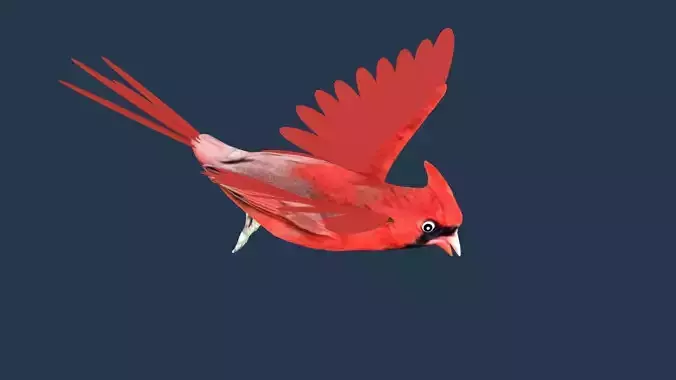 Cardinal bird 3D model