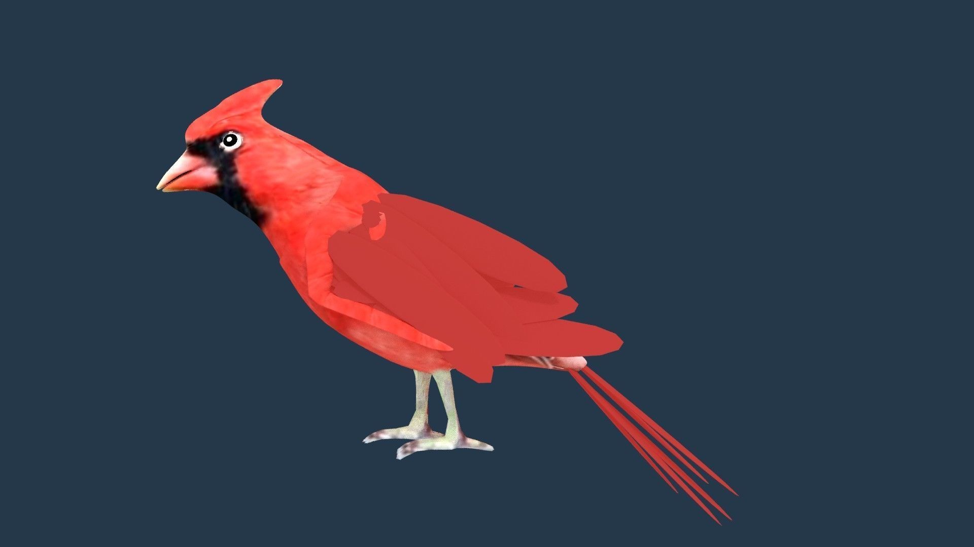 Cardinal bird 3D model_2