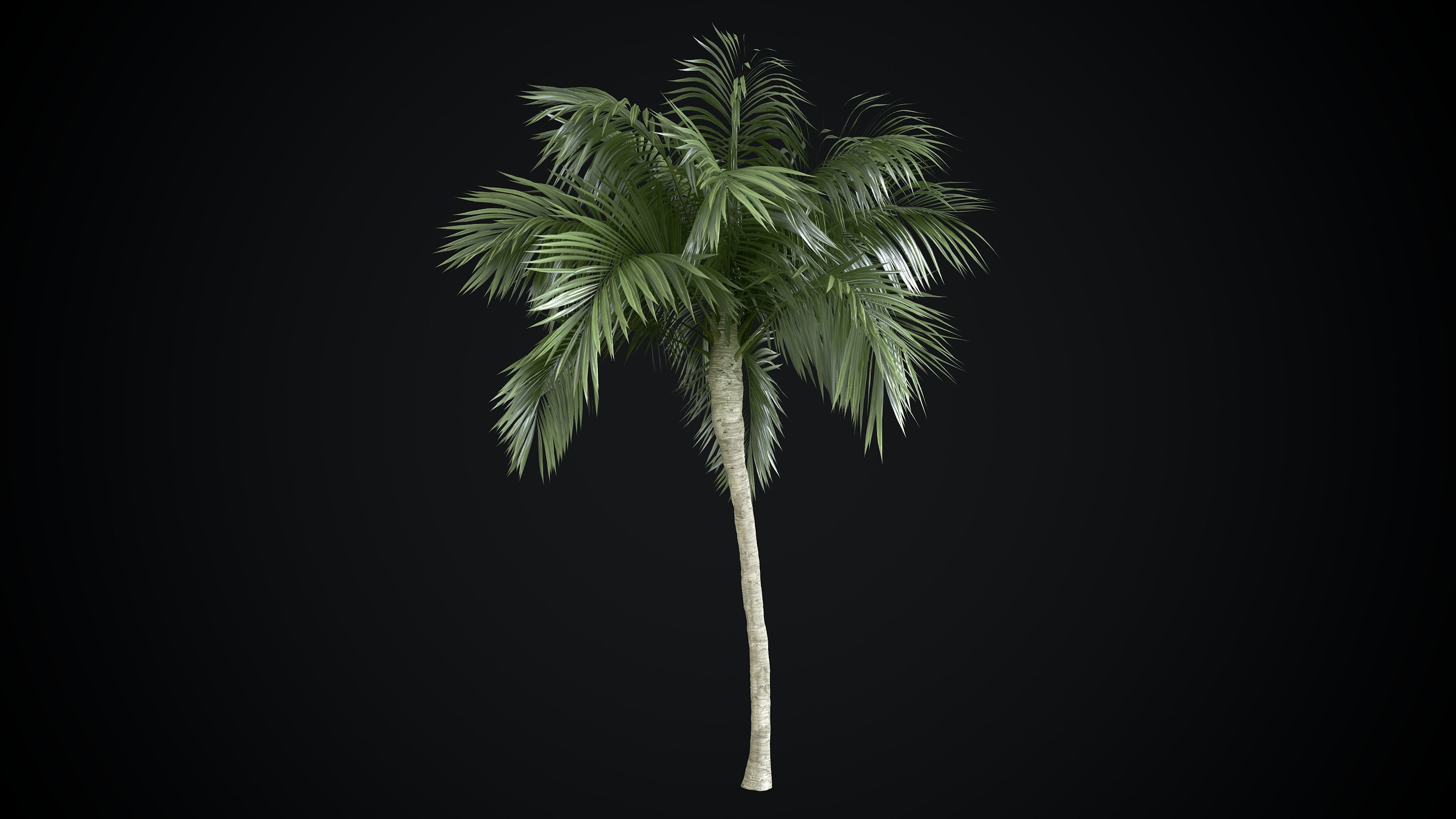 Coconut Palm tree 3D model  Low-poly 3D model_4