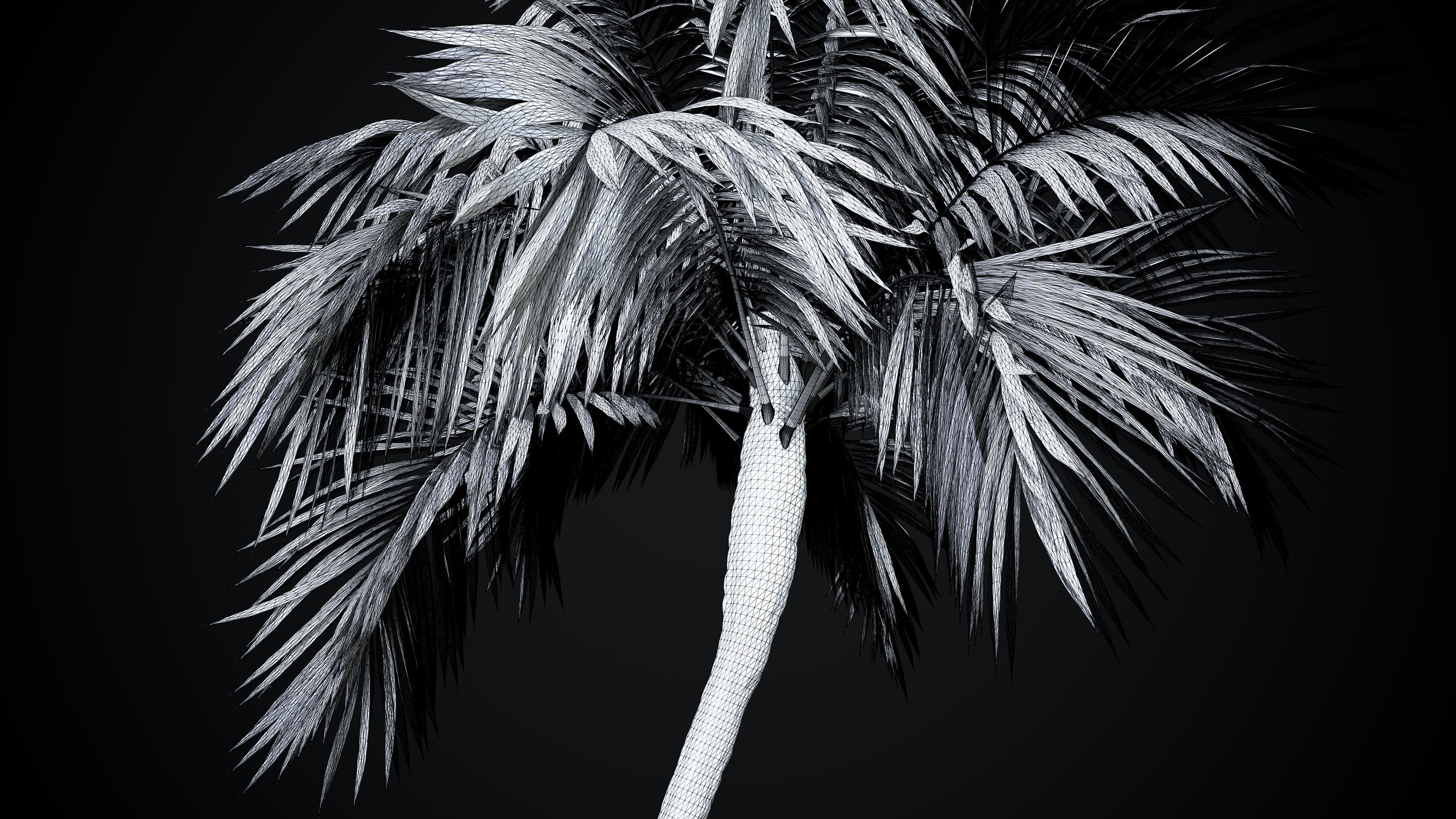 Coconut Palm tree 3D model  Low-poly 3D model_7