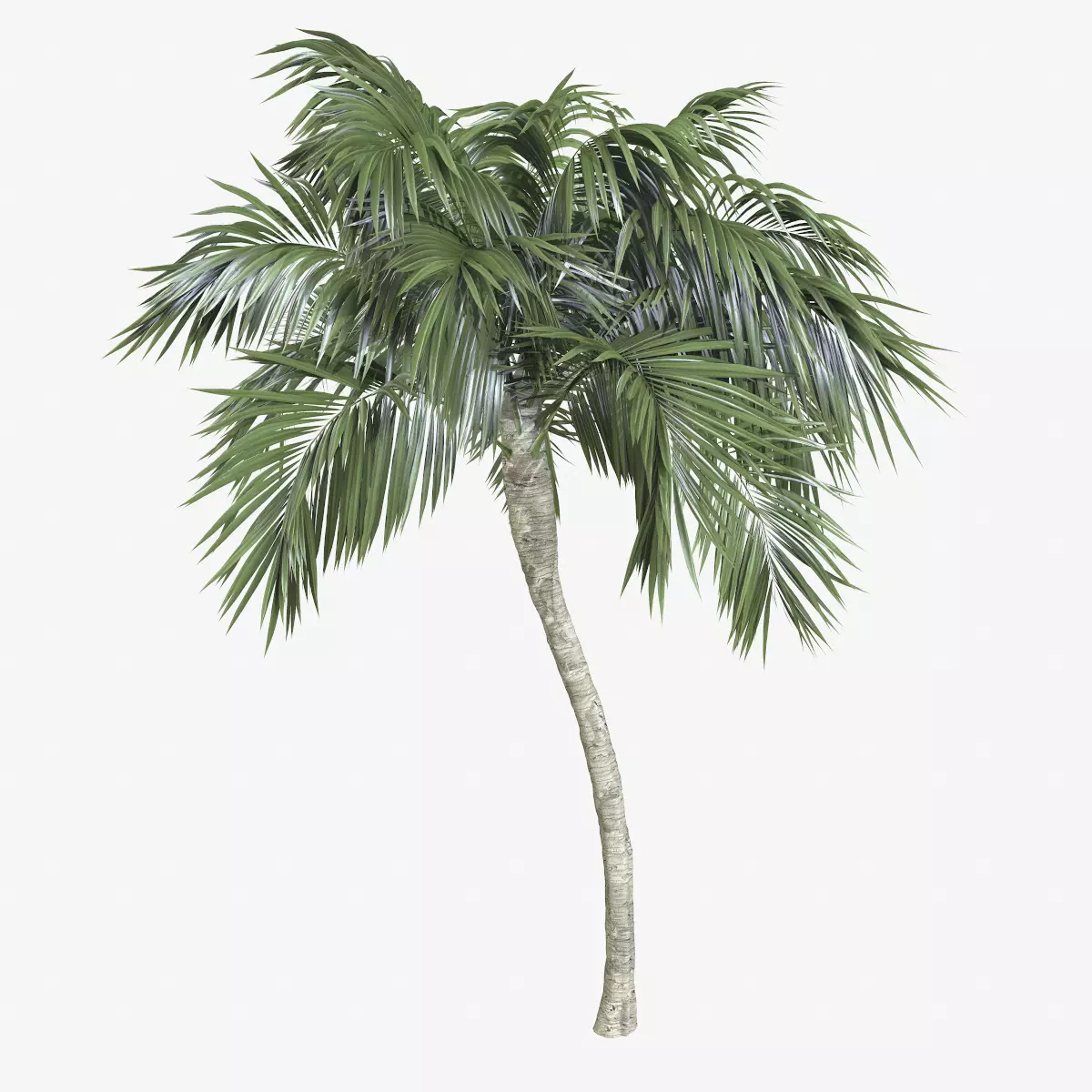 Coconut Palm tree 3D model  Low-poly 3D model_0