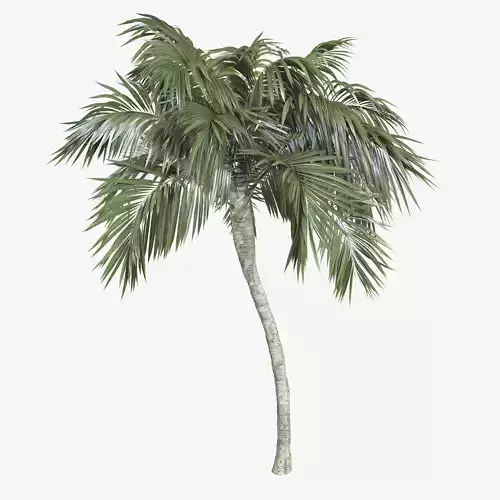 Coconut Palm tree 3D model 