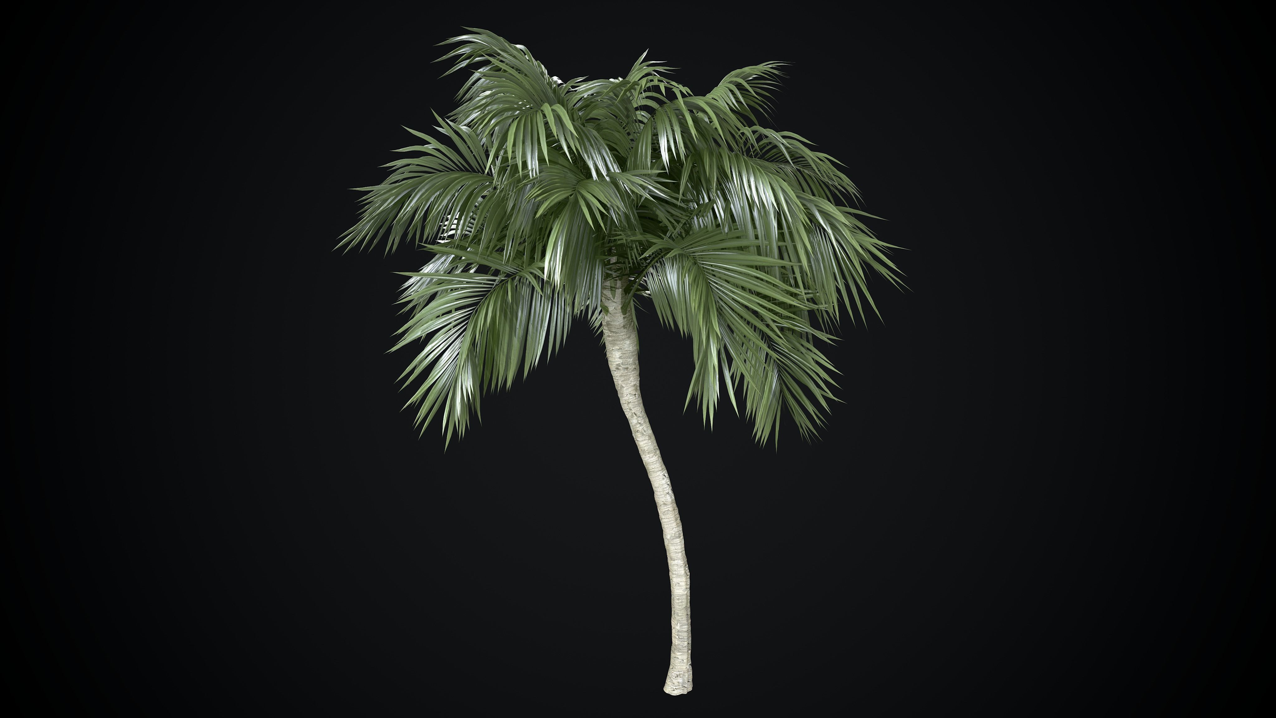 Coconut Palm tree 3D model  Low-poly 3D model_5