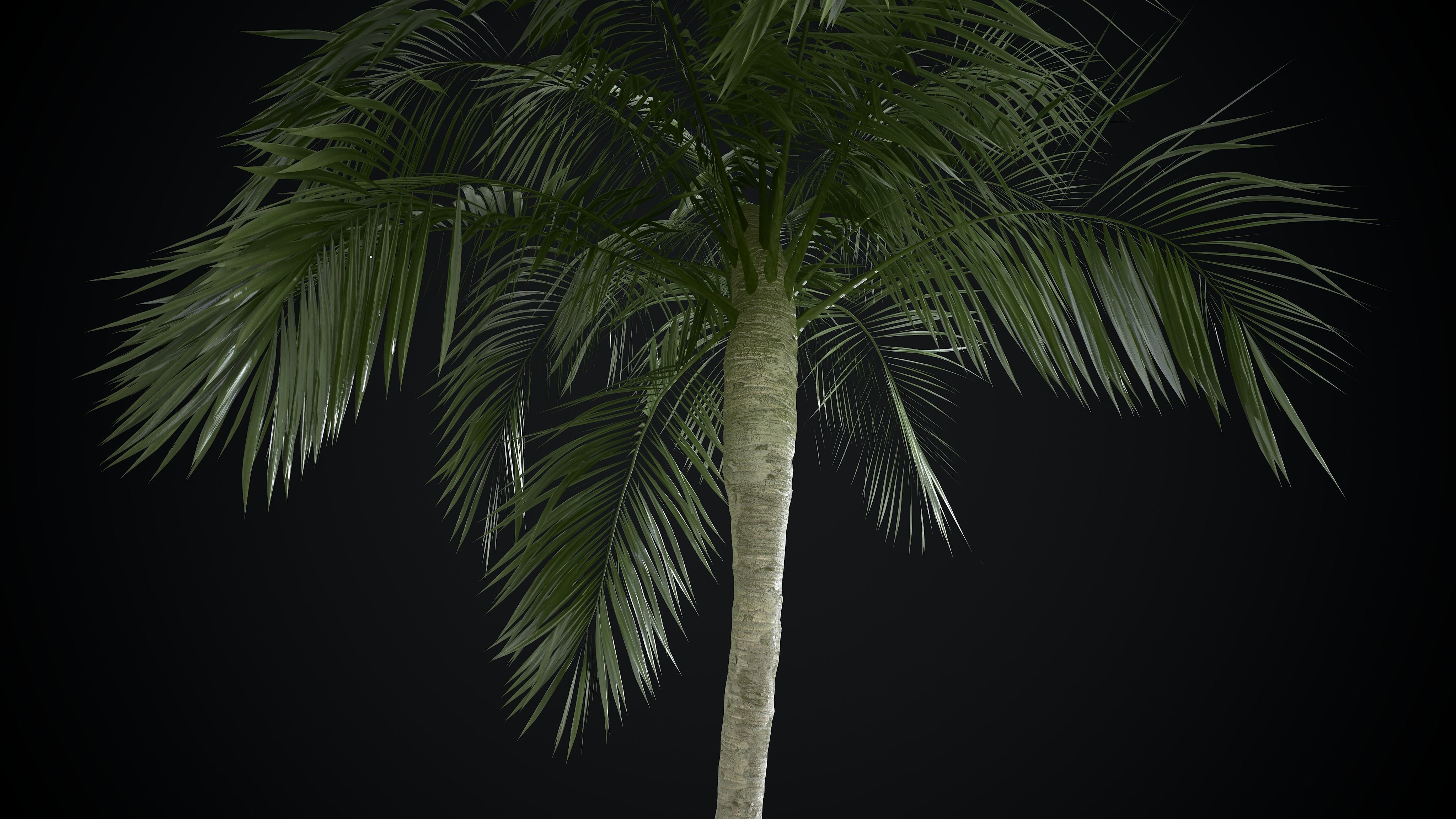 Coconut Palm tree 3D model  Low-poly 3D model_3