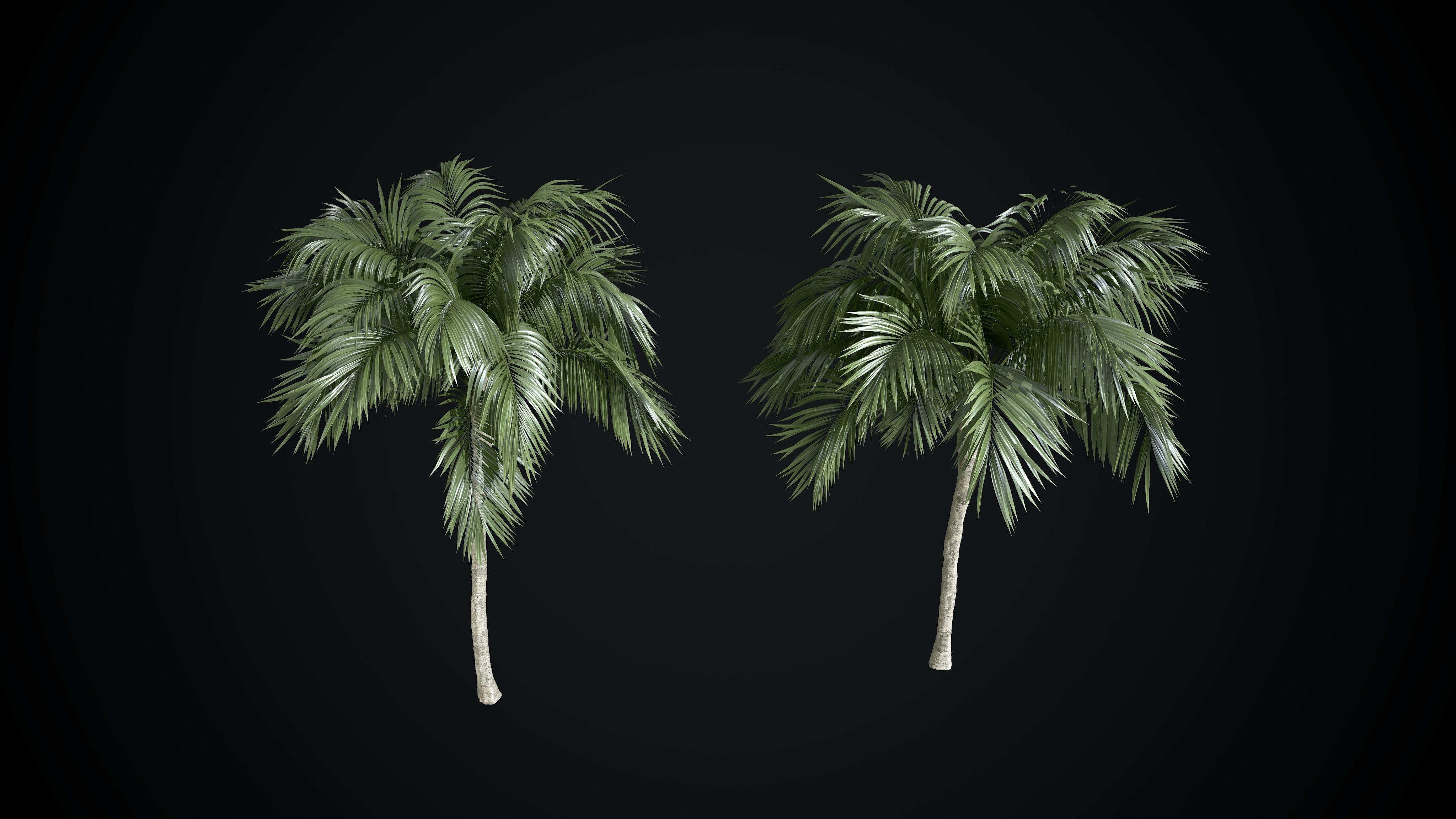 Coconut Palm tree 3D model  Low-poly 3D model_2