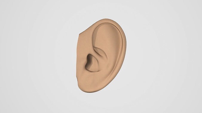 HUMAN EAR MODEL 3D model