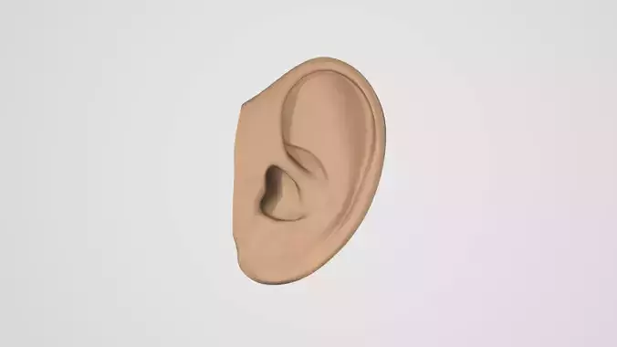 HUMAN EAR MODEL