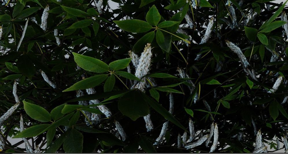 Tree Aesculus-californica 3d model 3D model_1