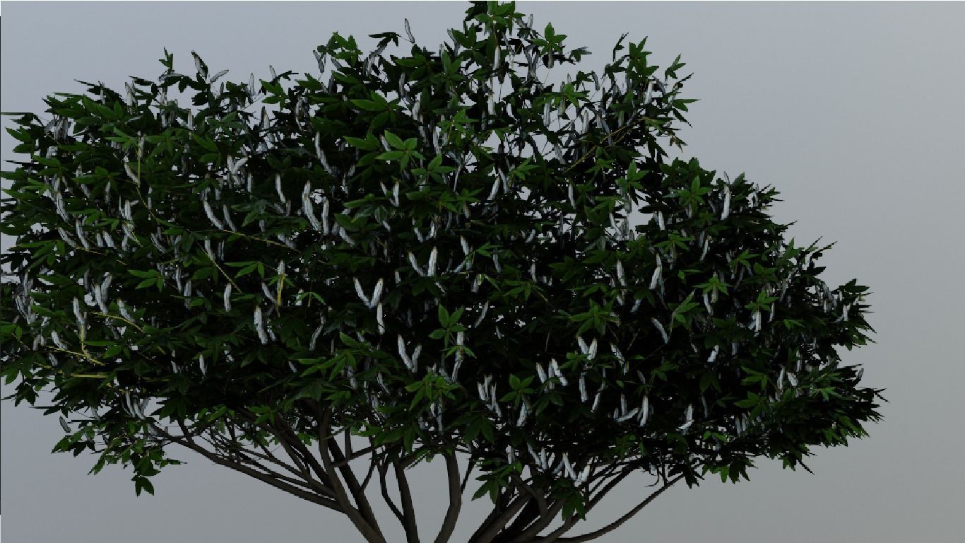 Tree Aesculus-californica 3d model 3D model_3