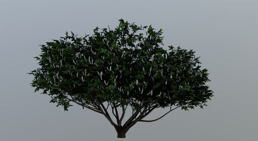 Tree Aesculus-californica 3d model 3D model_2