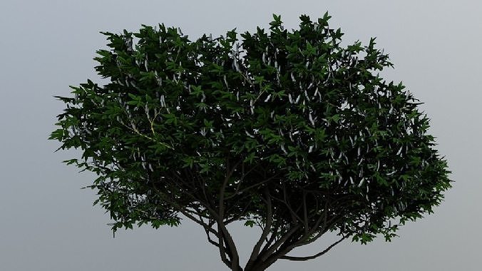 Tree Aesculus-californica 3d model 3D model
