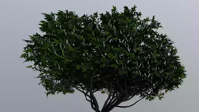 Tree Aesculus-californica 3d model 3D model