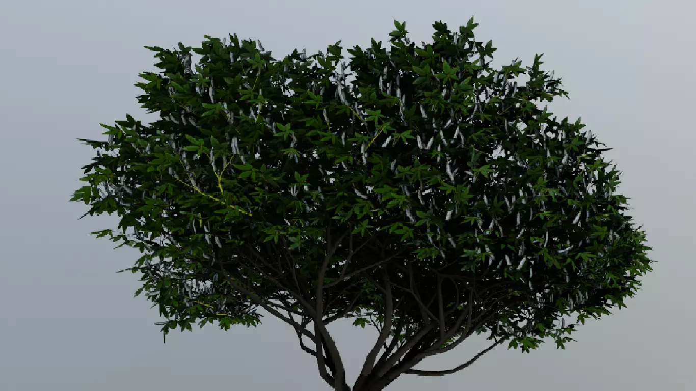 Tree Aesculus-californica 3d model 3D model_0