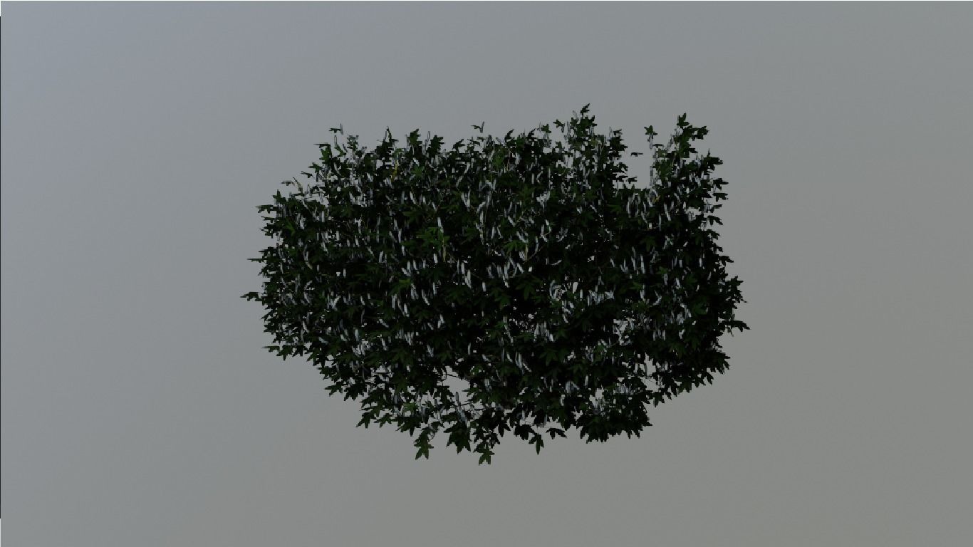 Tree Aesculus-californica 3d model 3D model_4