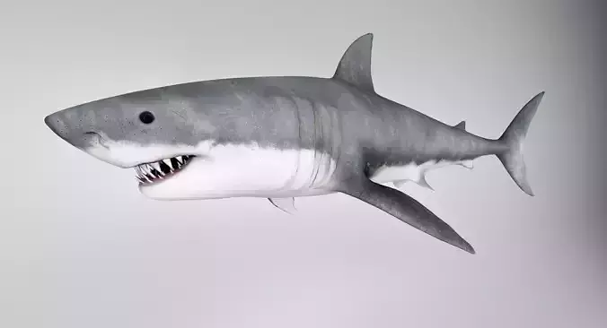 Great White Shark 3D model