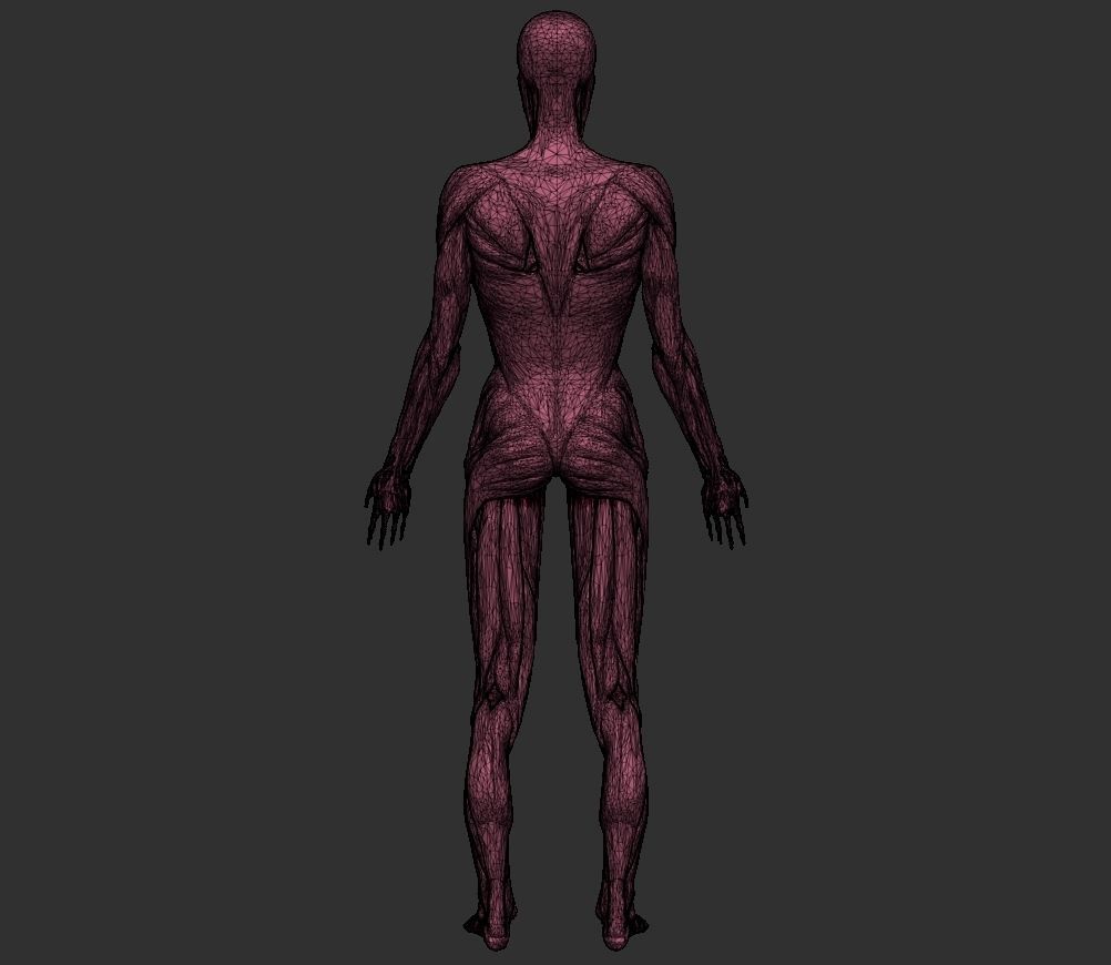 Human Anatomy Basemesh Collection Decimated 3D model_11