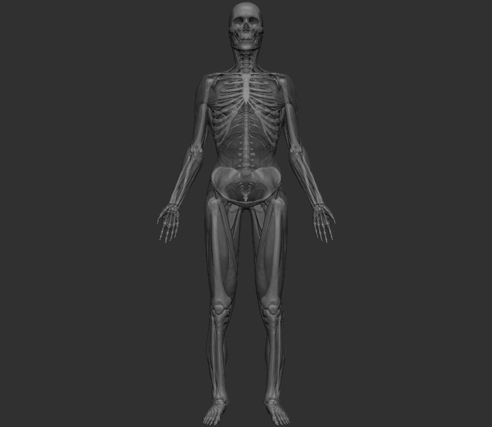 Human Anatomy Basemesh Collection Decimated 3D model_8