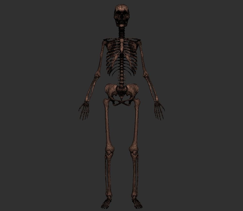 Human Anatomy Basemesh Collection Decimated 3D model_12