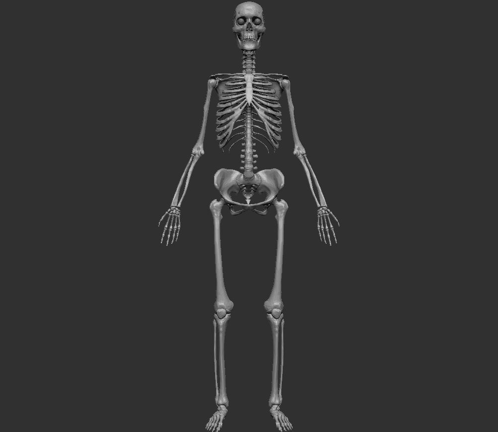 Human Anatomy Basemesh Collection Decimated 3D model_9