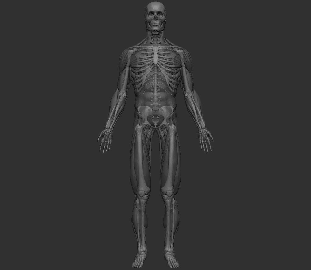Human Anatomy Basemesh Collection Decimated 3D model_3