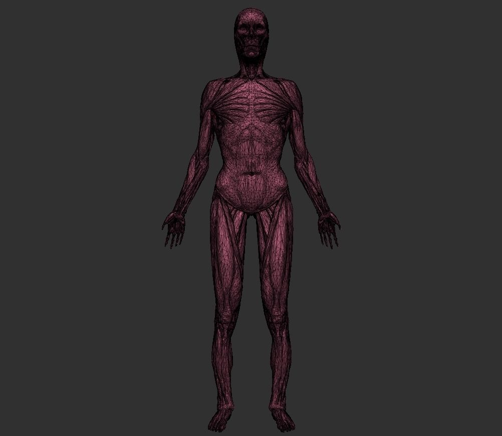 Human Anatomy Basemesh Collection Decimated 3D model_10