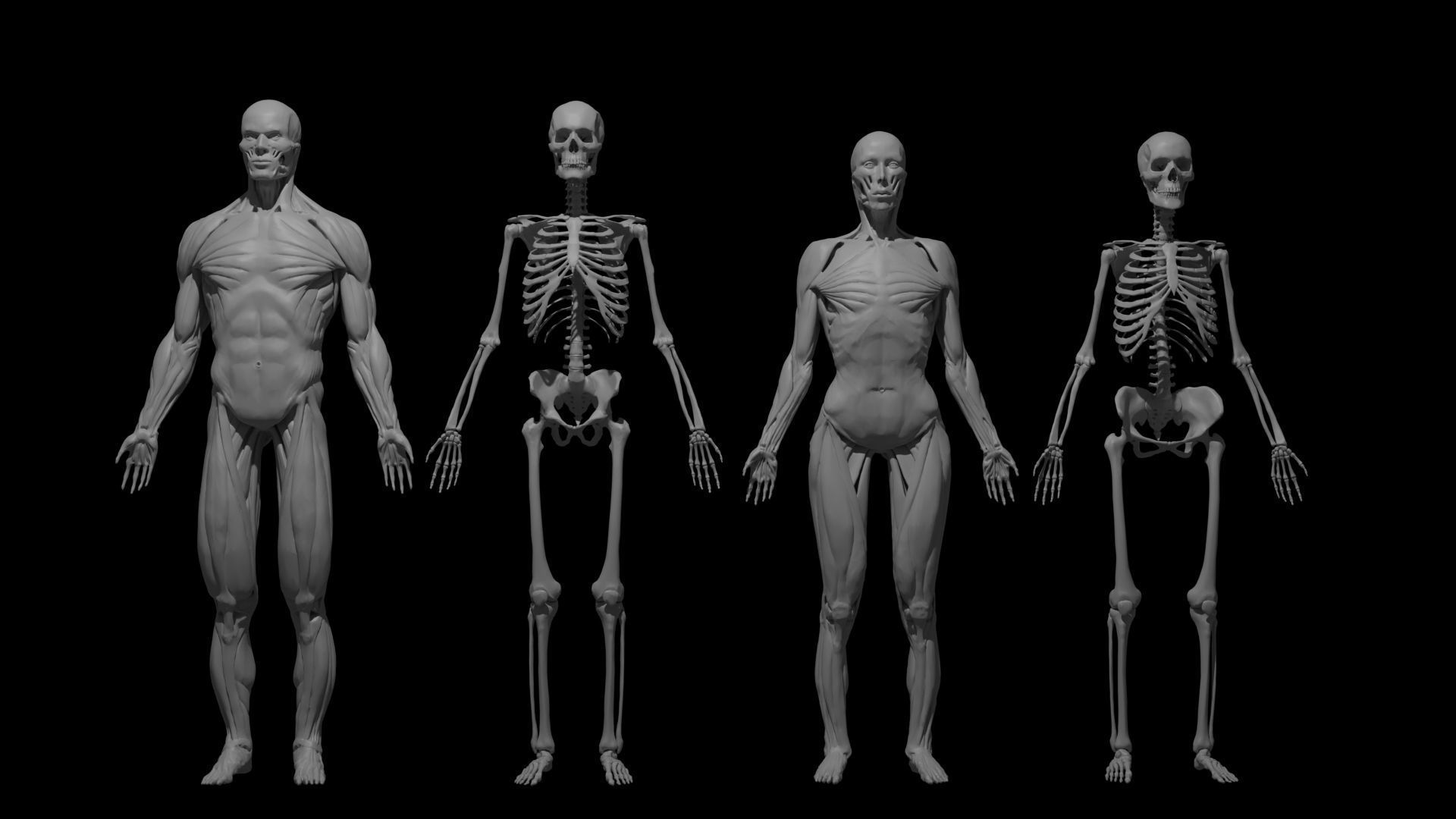 Human Anatomy Basemesh Collection Decimated 3D model_0