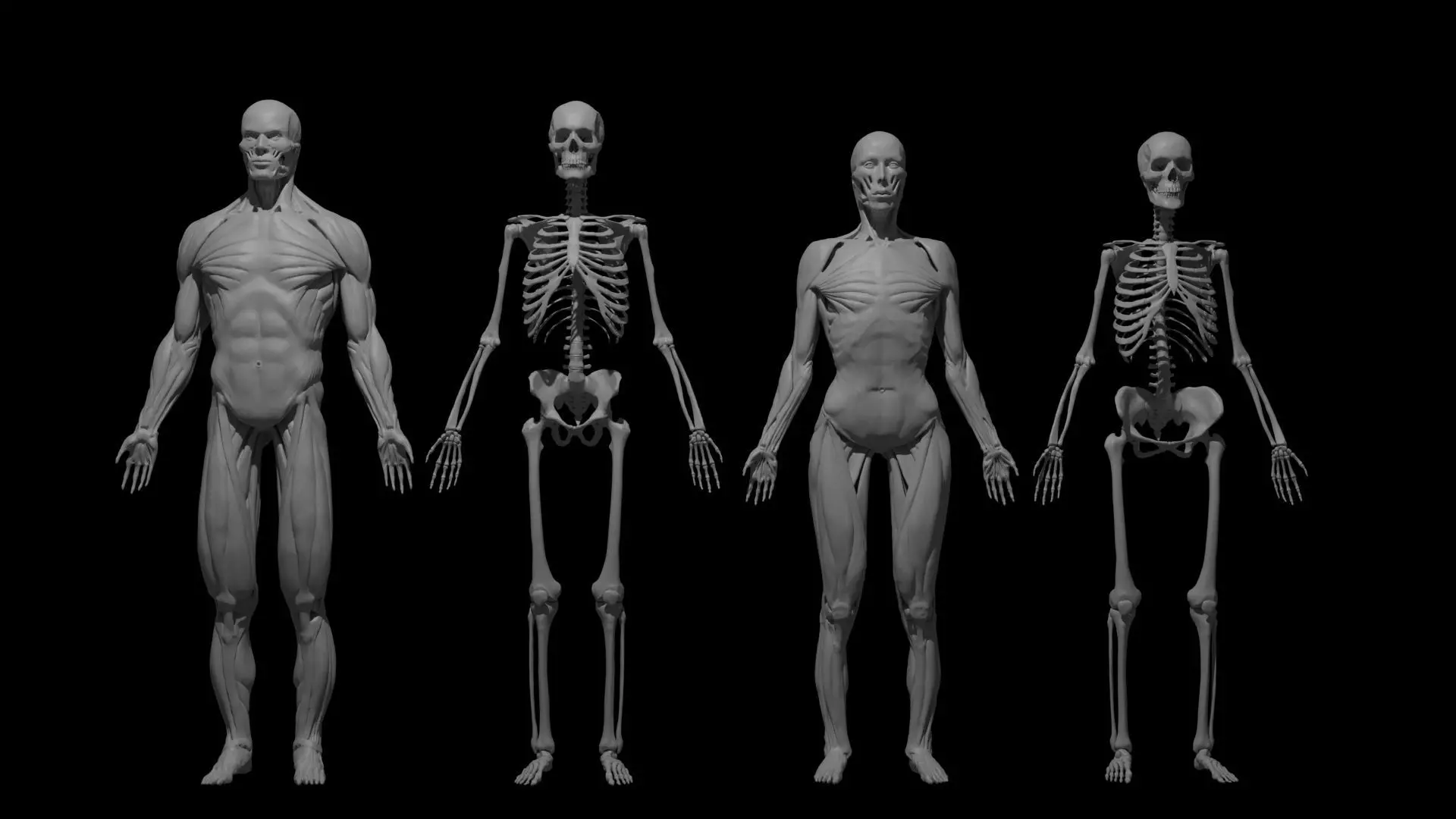 Human Anatomy Basemesh Collection Decimated 3D model_0