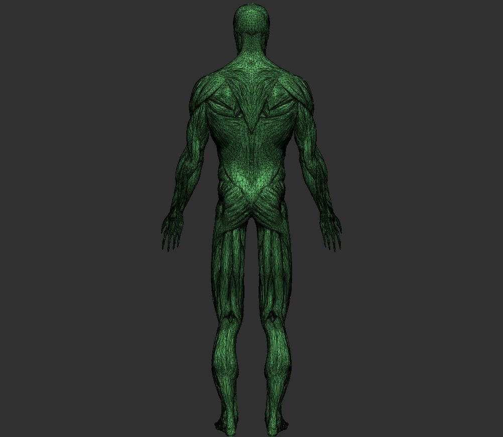 Human Anatomy Basemesh Collection Decimated 3D model_4